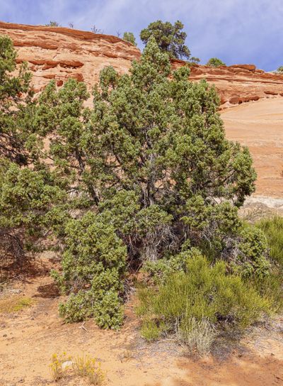 Utah juniper tree along the Alcove Nature Trail