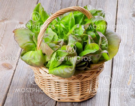 Butterhead Lettuce