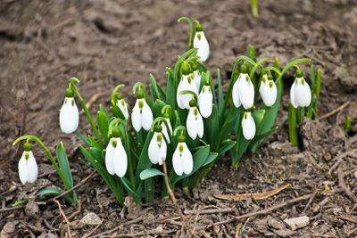 White snowdrop flowers (Galanthus nivalis) on early spring