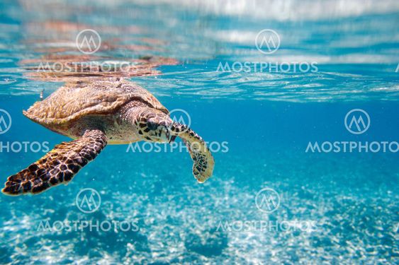 Hawksbill sea turtle