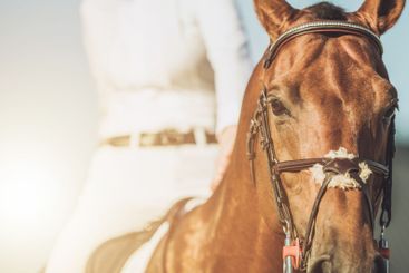 Horse Rider Prepares for Competition Under Bright Sunlight