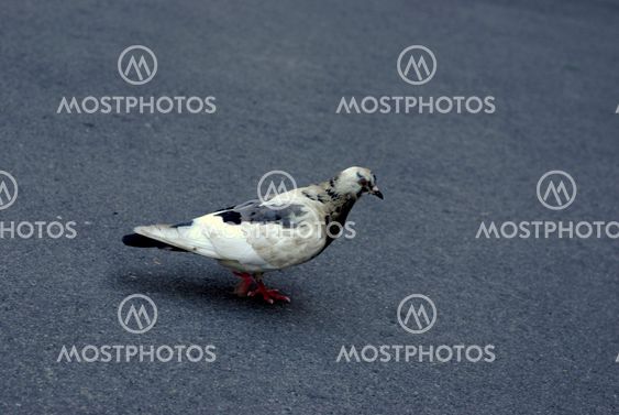 Dove runs on asphalt on a summer day