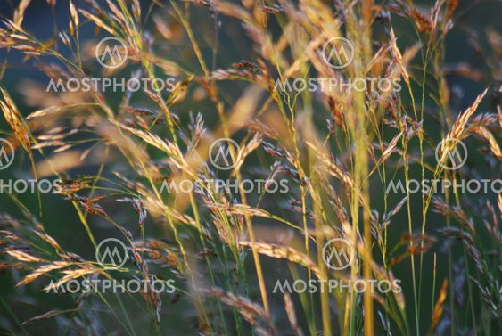 Grass /Gräsvippor