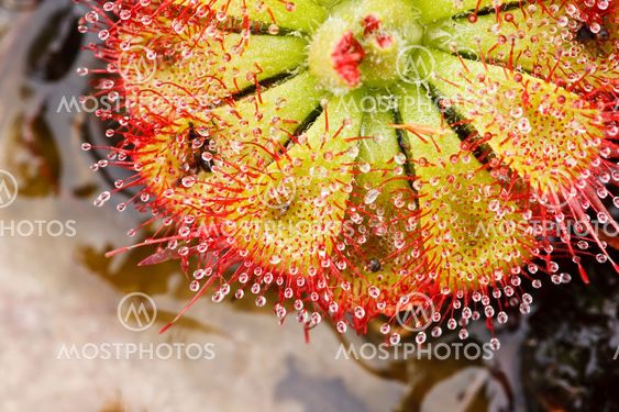 Drosera tokaiensis Carnivorous Plant