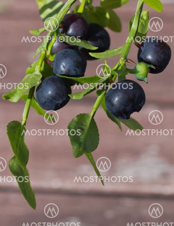 Blueberry sprig