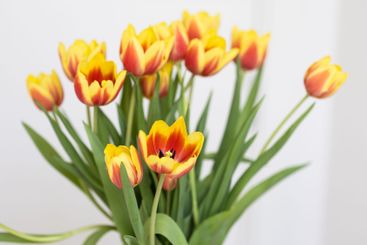 Yellow and red tulips in soft natural light. Concept of...