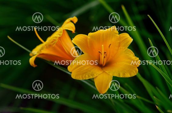 yellow lily, on the background of grass