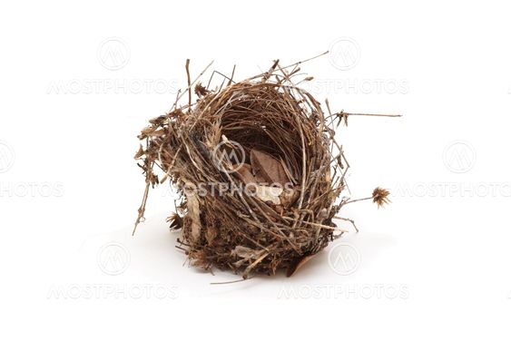 Empty small bird nest isolated on white background