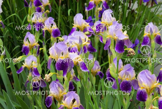 Schwertlilie - iris 40