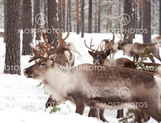 reindeer