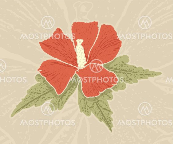 Red hibiscus