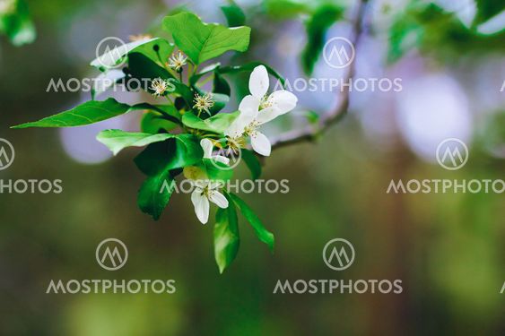 white flower on a branch