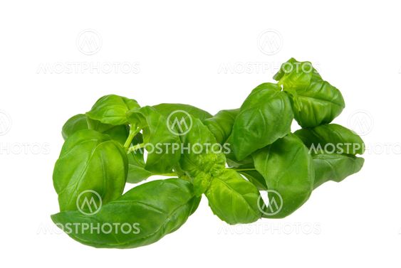 Basilikum - basil 10