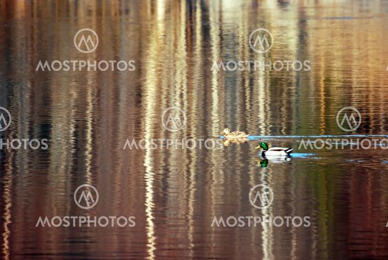 Water Reflections