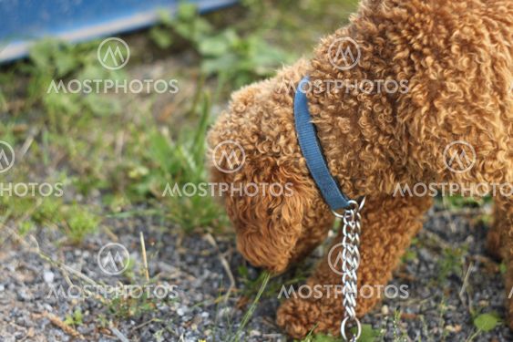 viggo sniffing around