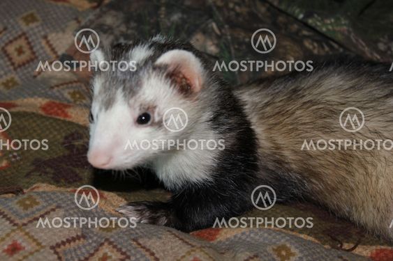 Ferret