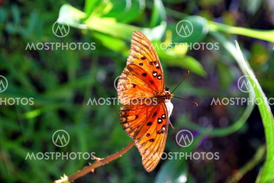 beautiful wings of a butterfly