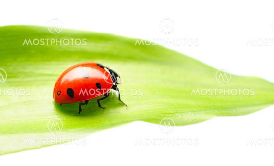 LADYBUG