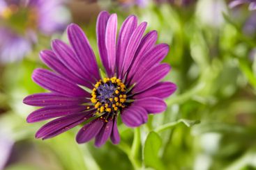 Purple flower, leaves and garden with cape daisy in...