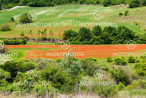 Poppy field