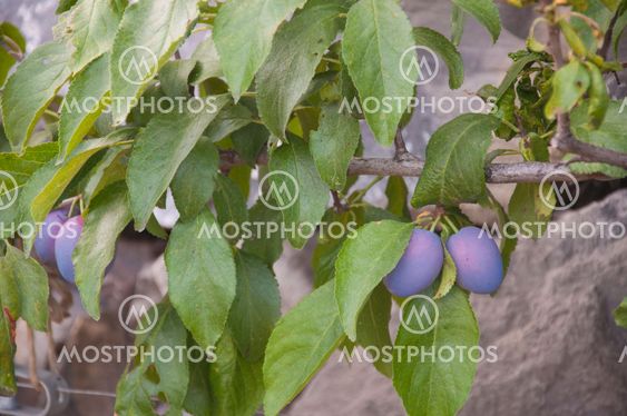 Prunes