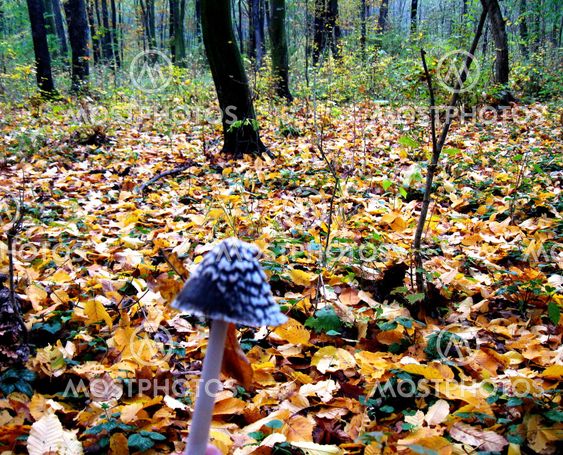 Blue mushroom