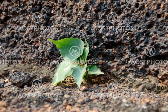 Sapling on pile of dirt