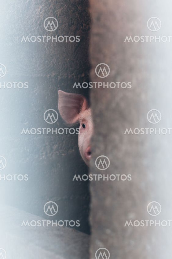 Little pig in the barn