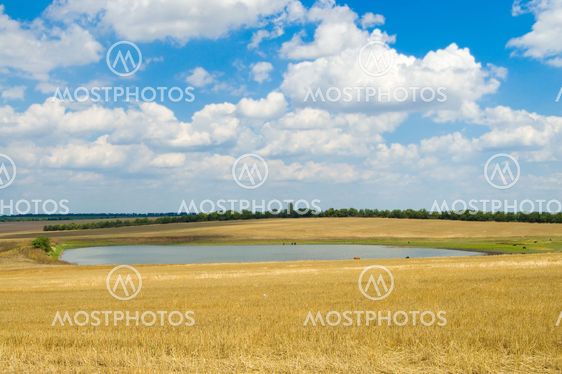 pond