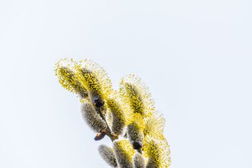 Nature awakes in spring. Blooming willow twigs and furry...