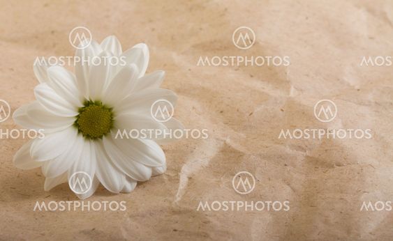 White flower