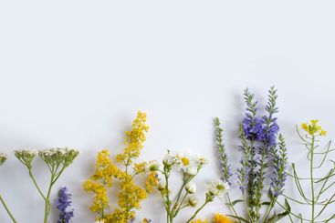 Summer flowers on a light background frame