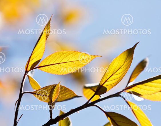 Bright green leaves