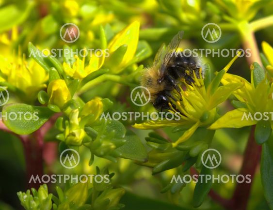 Honeybee