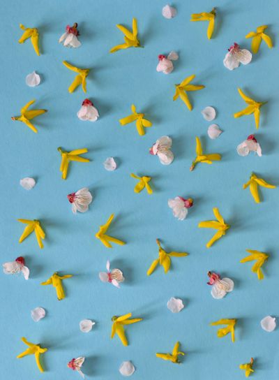 Yellow spring forsythia and cherry flowers