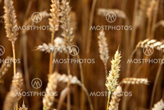Wheat (Triticum aestivum)