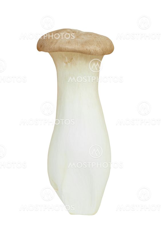 Mushroom names Eringii