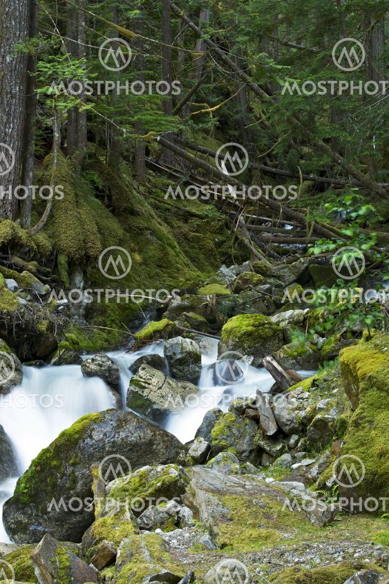 Washington Mountain Forest
