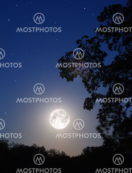 moon and tree