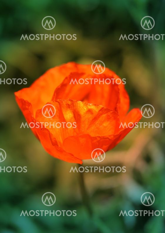 beautiful large red poppy