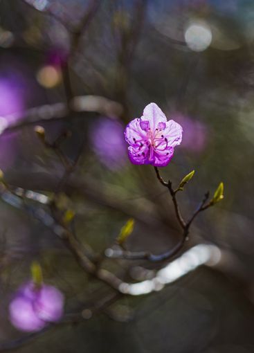 Vibrant purple flowers bloom in spring at the botanical...