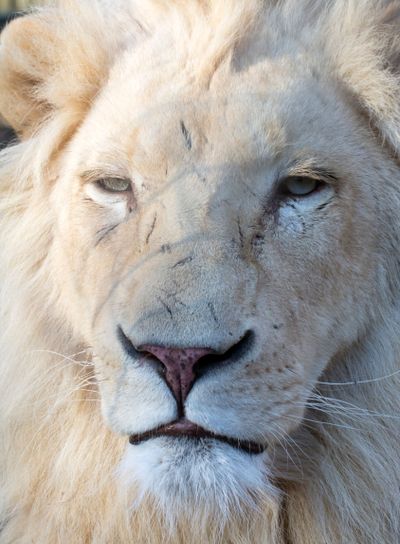 White lion (Panthera leo krugeri)