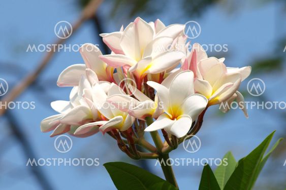 Närbild av vackra vita Frangipani