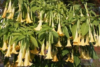 Angels Trumpet Brugmansia