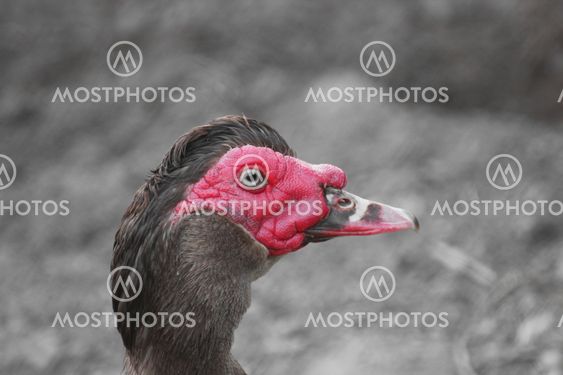 Muscovy Duck