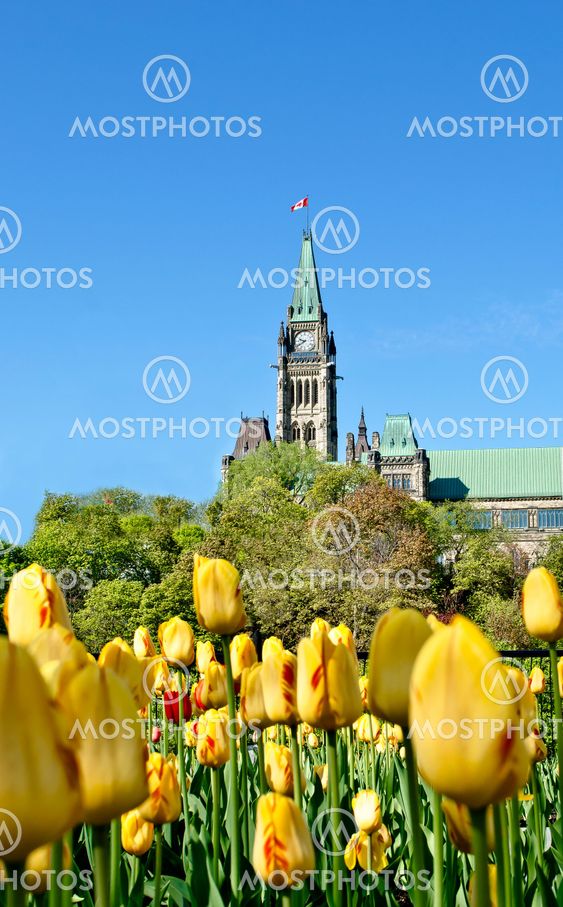 Yellow Tulips on the Hill