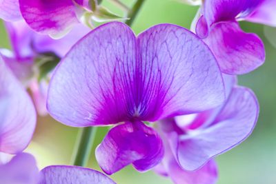 Sweet pea rhapsody_III