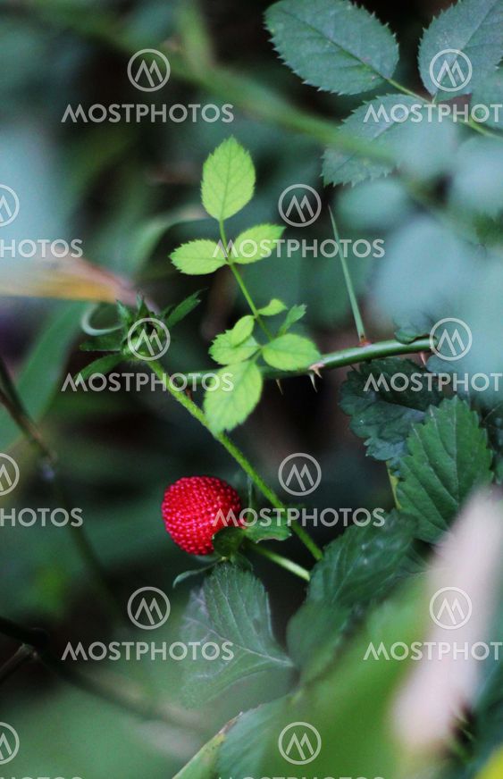 Close up of wild small strawberry