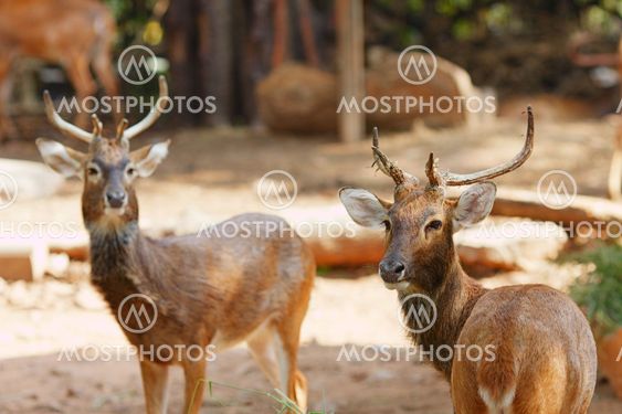 Siamese Eld's deers