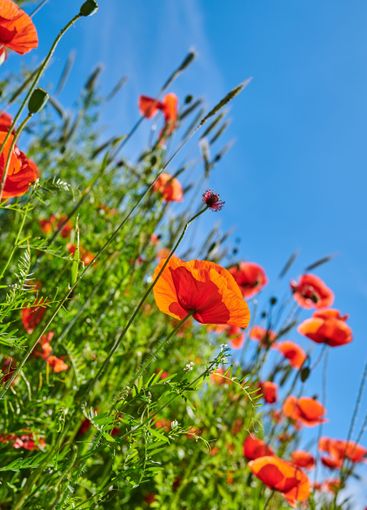 Poppies, leaves and natural growth in countryside,...